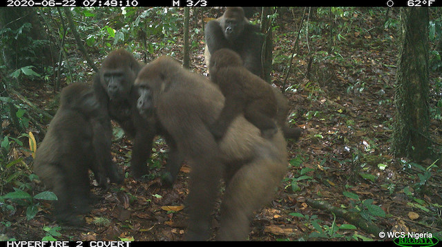 Cross River gorillas and their infants captured by a remote camera trap are seen in Mbe Mountains, Nigeria June 22, 2020. Picture taken June 22, 2020. Wildlife Conservation Society (WCS) Nigeria/Handout via Reuters
