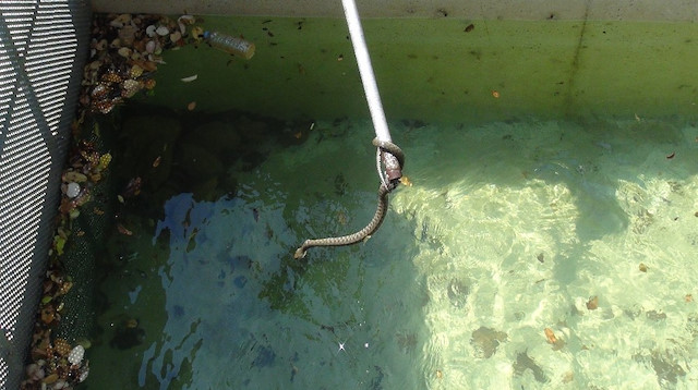 Sulama havuzuna düşen ve zehirli olduğu bilinen engerek yılanları ise ekipleri alarma geçirdi.
​