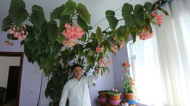  Osman Filiz’in vefat eden eşinin hatırasını yaşatmak için gözü gibi baktığı çiçek, 15 yılda ağaç gibi büyüyerek odanın tavanını kapladı.