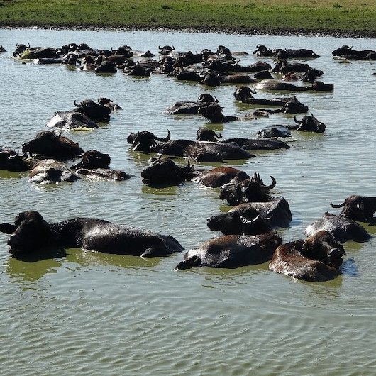 Serengeti değil Muş: Sıcaktan bunalan mandalar Karasu Nehrinde serinliyor