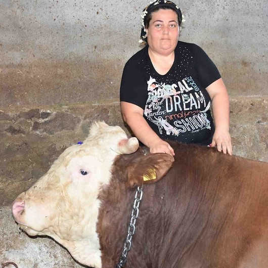 Kapılardan geçemeyince satmaya karar verdiler: Bin 400 kilogramlık boğanın fiyatı dudak uçuklattı