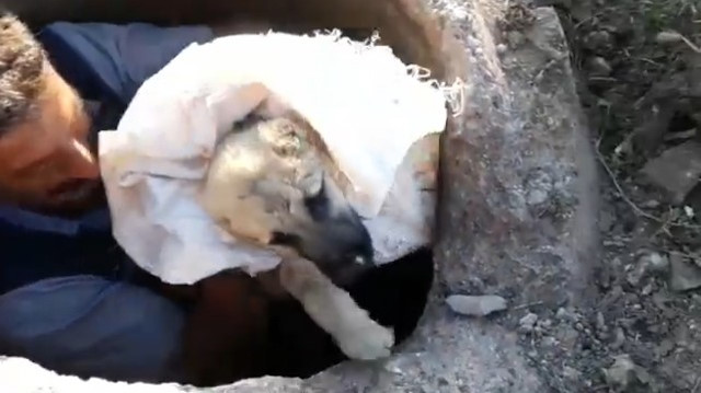 Yavru köpeği kurtarmak için kanalizasyon çukuruna girdi