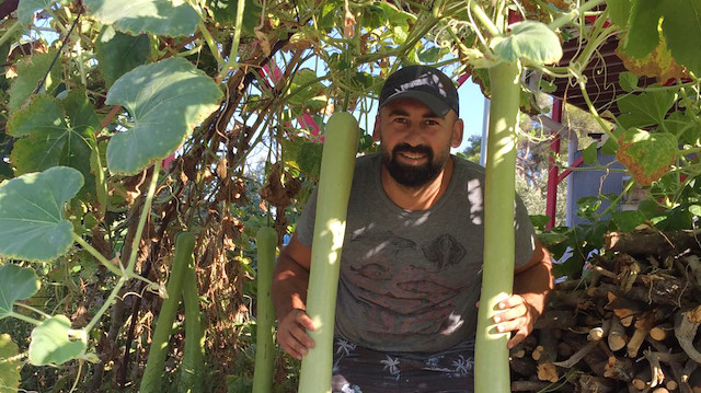  Ali Yardan, süs kabağı olarak diktiği bitkiden 1 metreyi geçen uzunlukta kabak elde etti.