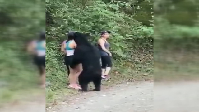 Görenler şaşkına döndü: Parkta karşılarına çıkan ayı ile selfie çektiler