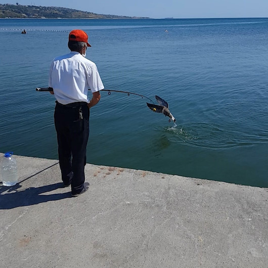 Oltaya balık değil martı takıldı