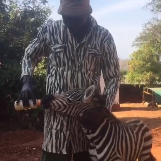 Kenyada öksüz kalan zebraya zebra kıyafetli görevliler bakıyor