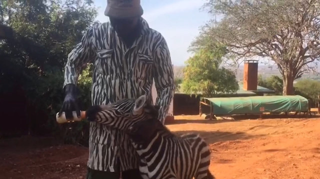 Kenya'da öksüz kalan zebraya zebra kıyafetli görevliler bakıyor