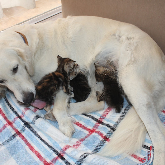 Annesiz kedi yavrularına evin köpeği sahip çıktı