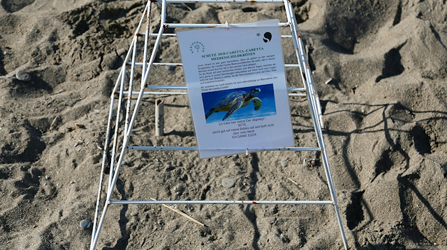 Turkish beach records highest number of turtle nests