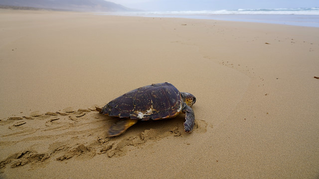 A Caretta caretta turtle, which was rescued from a fishing line in April and then recovered in a conservation centre, makes its way along Cofete beach in the Canary island of Fuerteventura, Spain July 24, 2020