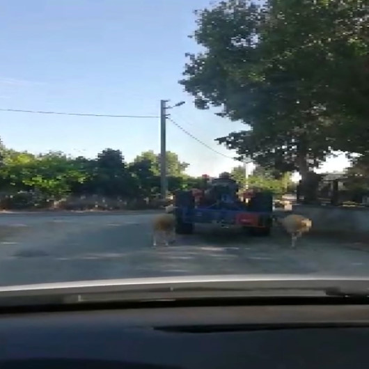 Koyunları traktörün arkasına bağlayarak götürdü: Tepki çeken görüntüler kamerada