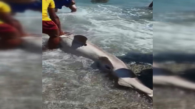 antalya da 3 metrelik olu kopek baligi kiyiya vurdu yeni safak