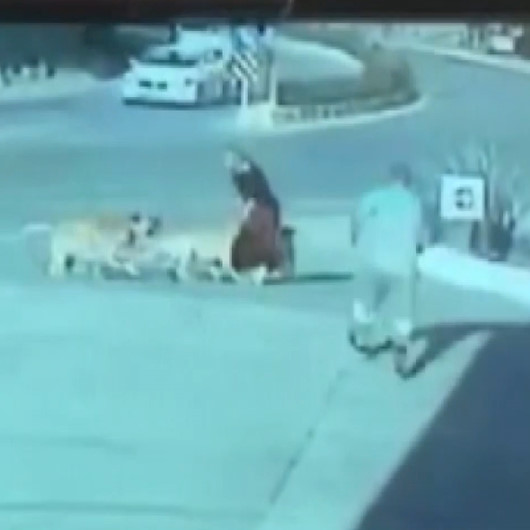 Sokak köpeklerinin saldırısına uğrayan kadını benzinlik çalışanı kurtardı