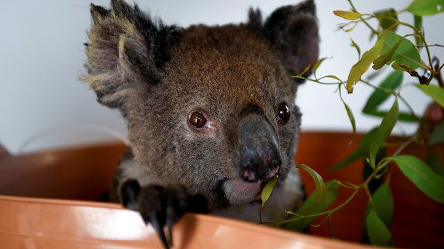 An injured koala is treated at the Kangaroo Island Wildlife Park, at the Wildlife Emergency Response Centre in Parndana, Kangaroo Island, Australia January 19, 2020. 