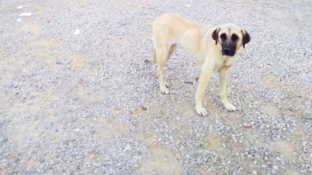 Vatandaşlar, durumu Sinop Belediyesi ve diğer yetkililere bildirdiklerini ancak kimsenin gelip köpekleri almadığını söyledi.