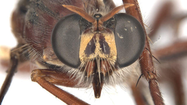 The newly named Stan Lee's fly (Daptolestes leei) is seen in this handout image supplied by the CSIRO. CSIRO/Handout via Reuters 