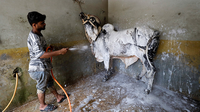 A worker applies foam to clean the bull during a spray wash at an automobile service station, ahead of the Muslim festival of sacrifice Eid al-Adha, as the coronavirus disease (COVID-19) outbreak continues, in Karachi, Pakistan July 30, 2020. 