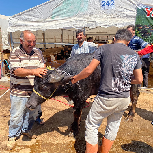 Bin 200 kilometrelik yoldan gelen ‘Paşa’ kurban pazarının gözdesi oldu