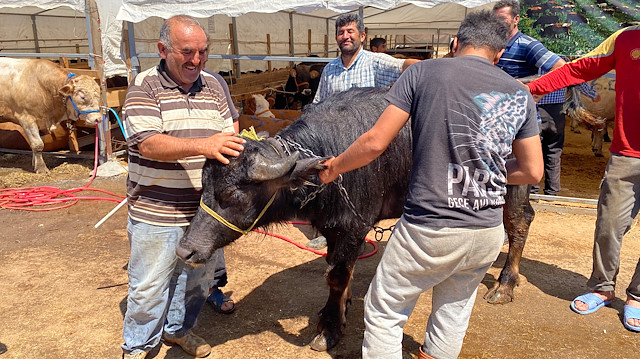 Bin 200 kilometrelik yoldan gelen ‘Paşa’ kurban pazarının gözdesi oldu