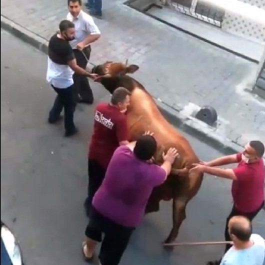 Küçükçekmecede kurbanlık boğa böyle kaçtı