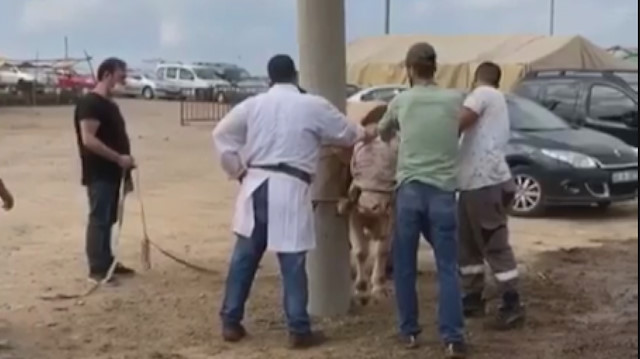 Kurbanlık büyükbaş hayvan tekmeyle kasabı bayılttı; o anlar kameraya yansıdı