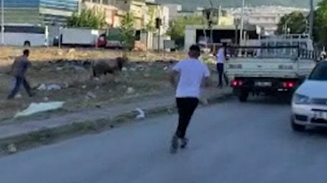 Bursa'da kaçan kurbanlık iğneyle vurulduktan sonra yakalandı