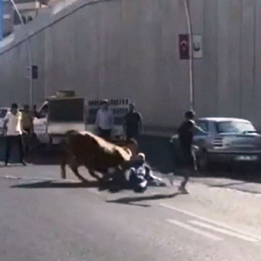 Kaçan boğa sahibini yol ortasında yere serdi