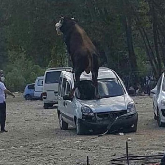 Kurbanlık boğa ürküp park halindeki aracın üstüne çıktı