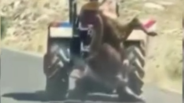 Kurbanlık ineği traktörün arkasına asarak götüren vicdansız adam cezasız kalmadı