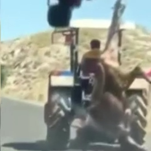 Kurbanlık ineği traktörün arkasına asarak götüren vicdansız adam cezasız kalmadı