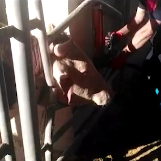 Başı korkuluğa sıkışan kurbanlığın yardımına itfaiye koştu