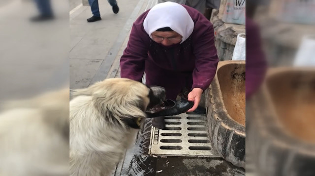 Yaşlı kadın sıcaktan bunalan köpeğe lastik ayakkabısını çıkarıp onunla su içirdi