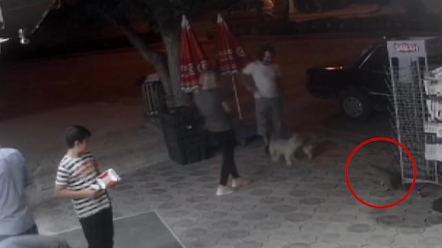 Sokak kedisi önüne çıkan iki köpeğe saldırdı