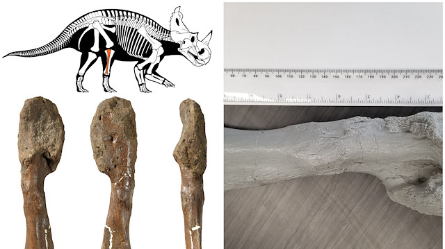 Three views of the fossilised leg bone (fibula) with malignant bone cancer (osteosarcoma) of the Cretaceous Period horned dinosaur Centrosaurus apertus, which lived approximately 76 million years in what is now the Canadian province of Alberta, and a diagram of the animalÕs body are seen in this image released on August 3, 2020. Centrosaurus diagram by Danielle Dufault/Royal Ontario Museum and shin bone images Royal Ontario Museum/McMaster University via Reuters