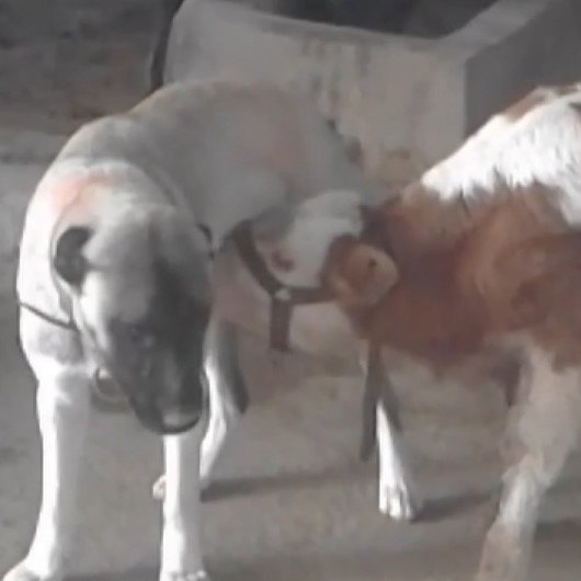 Annesi ölen danayı kangal köpeği emziriyor