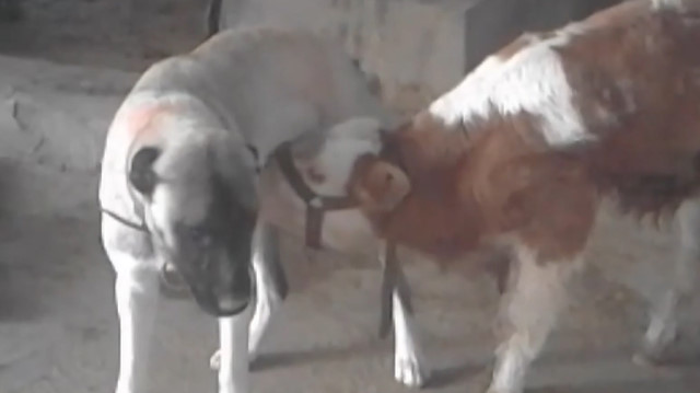 Annesi Olen Danayi Kangal Kopegi Emziriyor