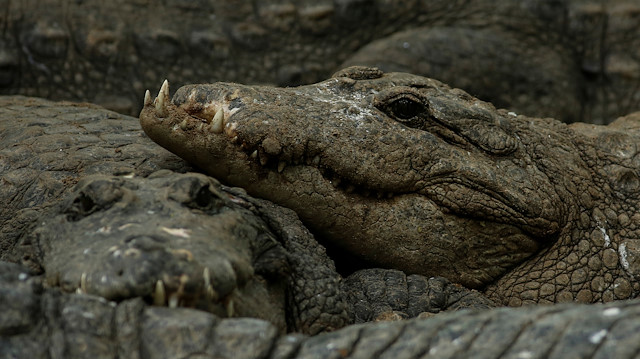 Crocodiles rest in their enclosure at the Madras Crocodile Bank, closed due to the outbreak of coronavirus disease (COVID-19), in Mahabalipuram, India, August 3, 2020.