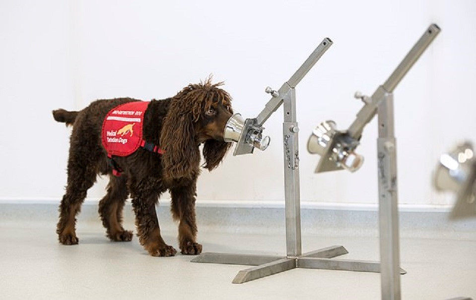 Köpeklerin dördü Furby, Asher, Bumper ve Florin olarak adlandırıyor.