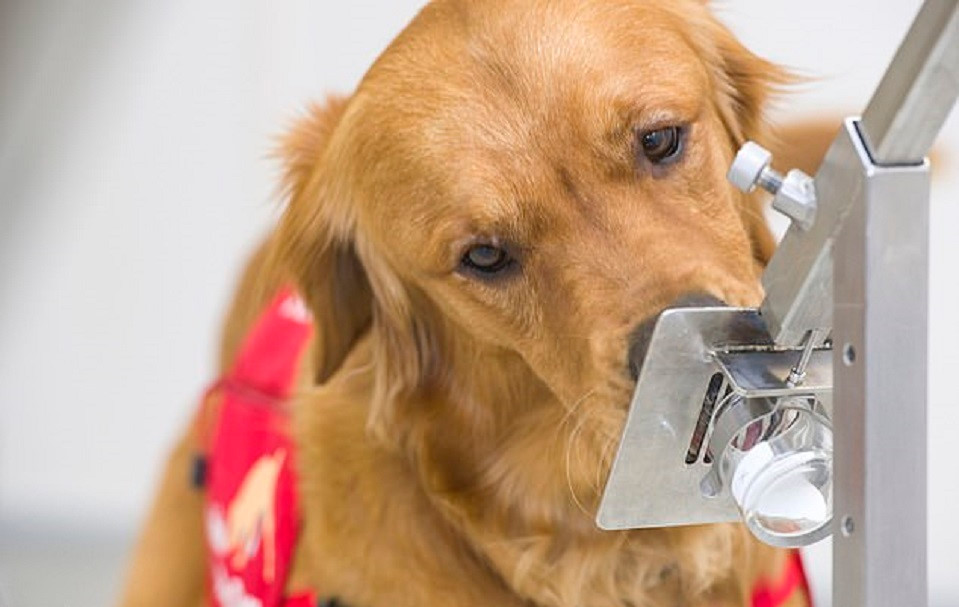 Köpeklerin virüsü tam olarak nasıl tespit edebilecekleri net olmasa da bunu yüzde 94 doğrulukla yapabildikleri görülüyor.
