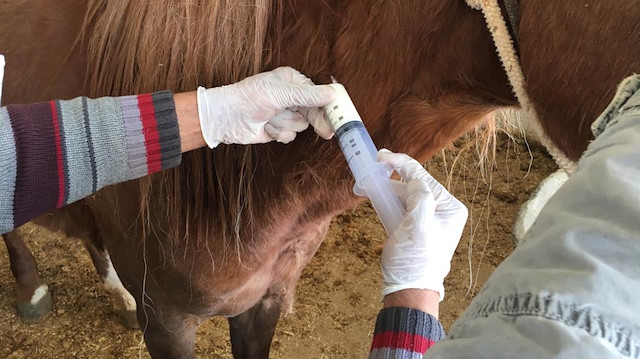 Adıyaman Eğitim ve Araştırma Hastanesindeki Kovid-19#39;lu hastalardan alınan numuneler ile gerçekleştirilen çalışma, VETAL şirketinin BSL-3 laboratuvarında yürütülüyor.
