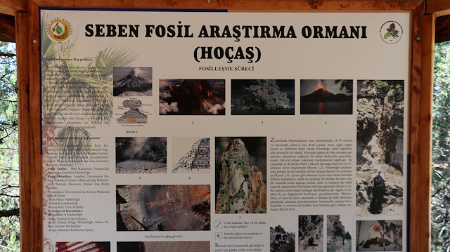 "بولو " التركية.. غابة إحفورية عمرها 19 مليون عام