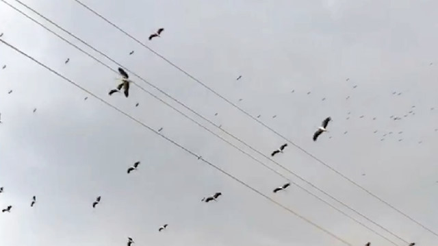 Leyleklerin göç anı seyirlik görüntüler oluşturdu