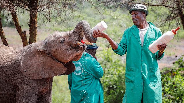 File photo :A keeper feeds an orphaned baby elephant with milk from a bottle