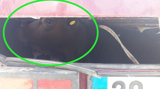 Denizli'de çaldıkları ineği otomobil bagajında kaçıran 4 kişi yakalandı.