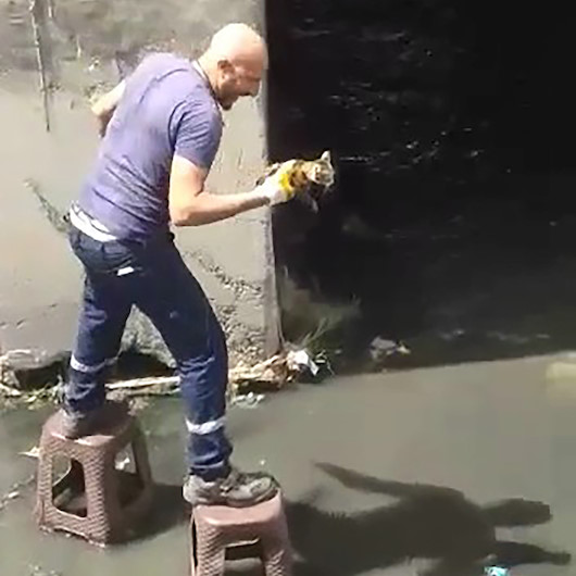 Kanalizasyonda mahsur kalan yavru kediye sıradışı kurtarma operasyonu