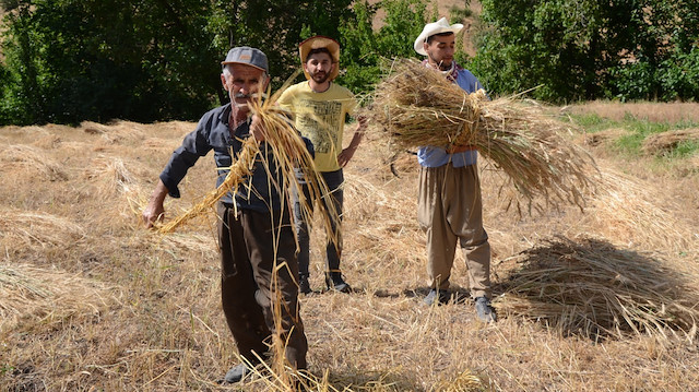 Vatandaşlar, Çukurca Belediyesi'nin sağladığı destekle yıllar önce yaptıkları gibi yine fasulye, pirinç, buğday ve susam yetiştirmeye başladı.