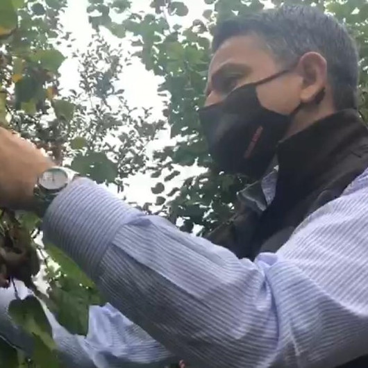 Bakan Bekir Pakdemirli sel bölgesinde fındık topladı