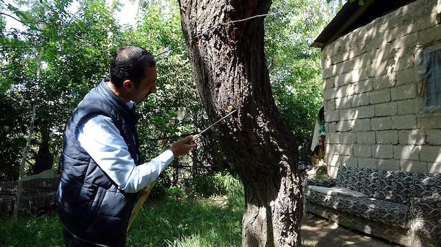  Bülent Keser (42), ağaçkakanların deldiği meyve ağaçlarını, kendi kestiği takozlarla kapatıyor. 