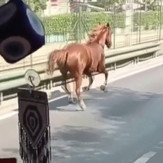 Bursada caddede dört nala koşan at, sürücüleri şaşkına çevirdi