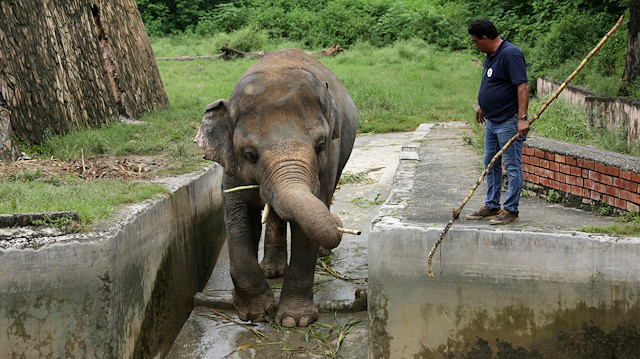 Amir Khalil, head of project development at FOUR PAWS International, sedates Kaavan, an elephant at the Marghazar Zoo in Islamabad, Pakistan, September 4, 2020.